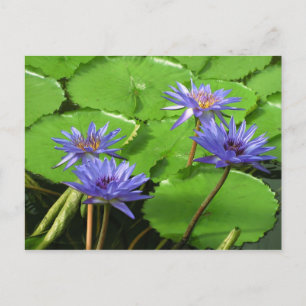 Tropical Waterlily Floral Botanical Design Postcard