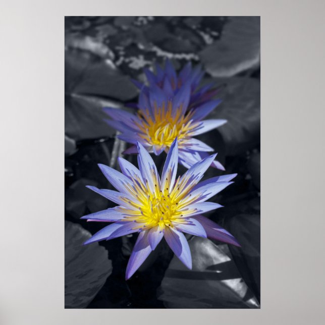 Tropical Waterlily Floral Botanical Design Poster (Front)