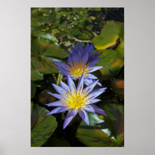 Tropical Waterlily Floral Botanical Design Poster