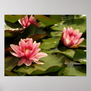 Tropical Waterlily Floral Botanical Design Poster