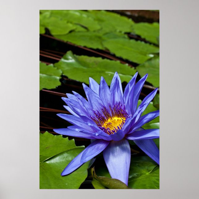 Tropical Waterlily Poster (Front)