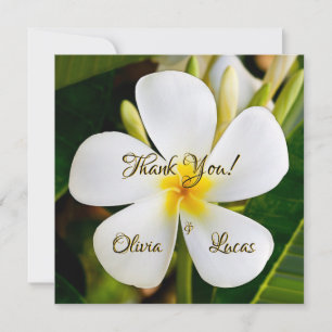 Tropical White Plumeria - New Beginnings - Wedding