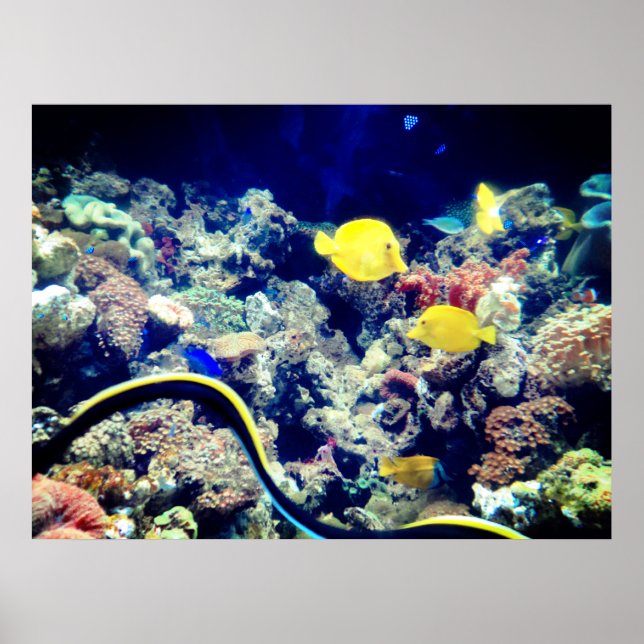 tropical  yellow neon fish poster (Front)