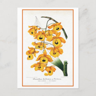 Tropical Yellow Orchid Illustration Postcard