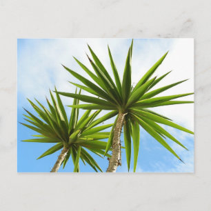Tropical Yucca Palm Leaves Painting Effect Photo Postcard