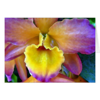 Tropicana Orchid