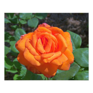 Tropicana Rose Photo Print