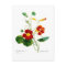Tropoeolum majus(nasturtium)