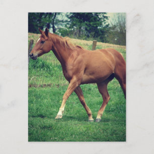 Trot, Scotch Postcard