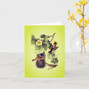Troupial Oriole Audubon Birds Note Card