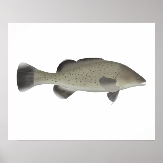 Trout Cod Poster (Front)
