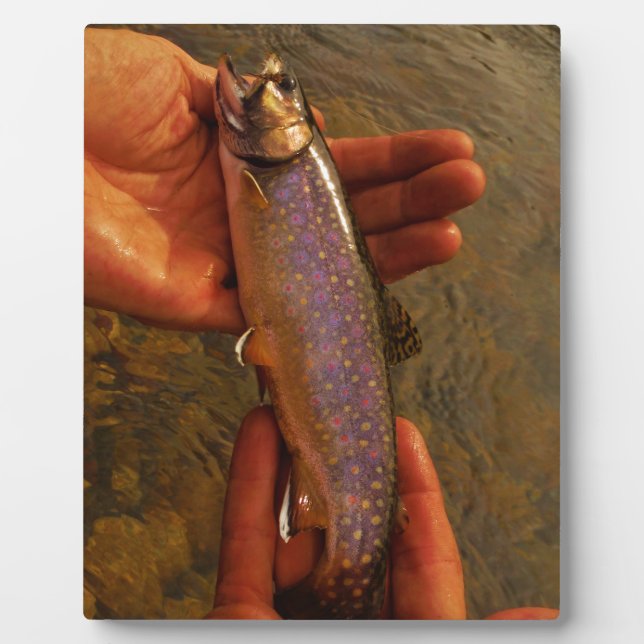 Trout in Hands Plaque (Front)