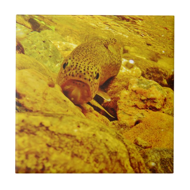 Trout in stream ceramic tile (Front)