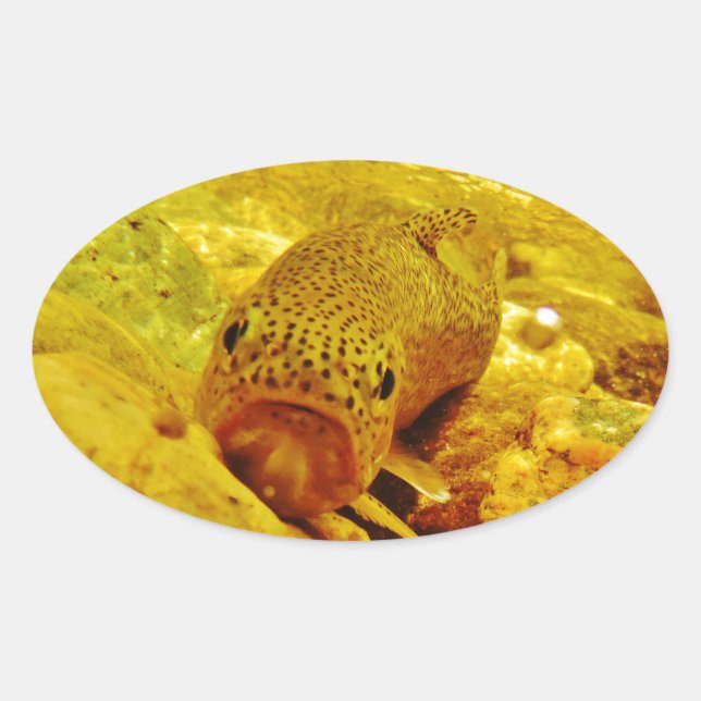 Trout in stream oval sticker (Front)