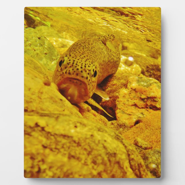 Trout in stream plaque (Front)