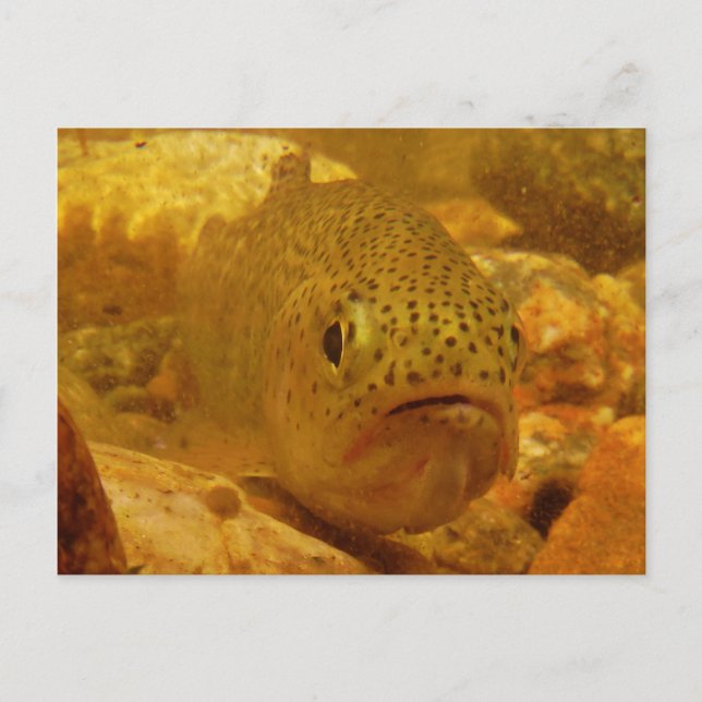 Trout in stream postcard (Front)