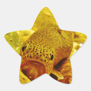 Trout in stream star sticker