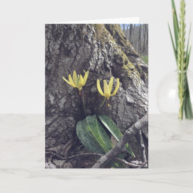 Trout Lily - Blank Card (Front)