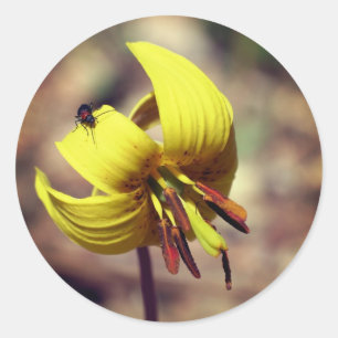Trout Lily Flower And Friend Classic Round Sticker