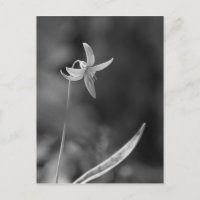 Trout Lily