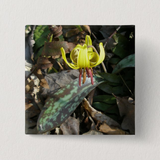 Trout Lily Wildflower - Erythronium americanum 15 Cm Square Badge (Front)