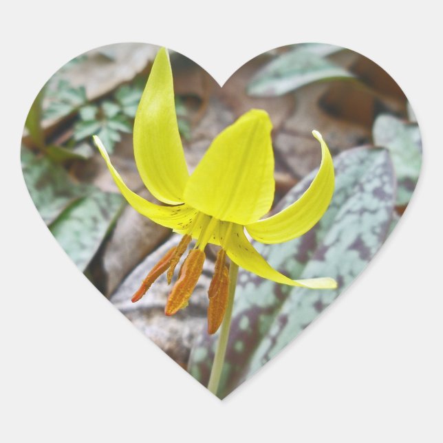 Trout Lily Wildflower - Erythronium americanum Heart Sticker (Front)
