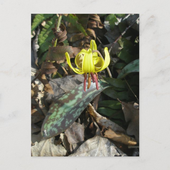 Trout Lily Wildflower - Erythronium americanum Postcard (Front)