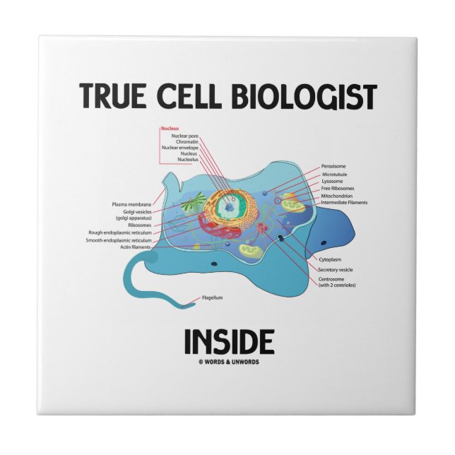 True Cell Biologist Inside (Eukaryote) Ceramic Tile (Front)