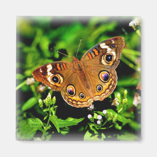 True Colours - Buckeye Butterfly Magnet