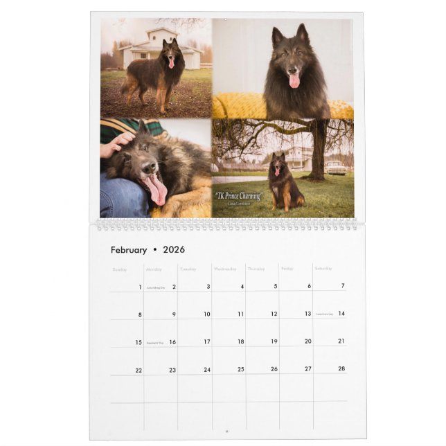True Knight Belgian Tervuren dog/puppy Calendar (Feb 2026)