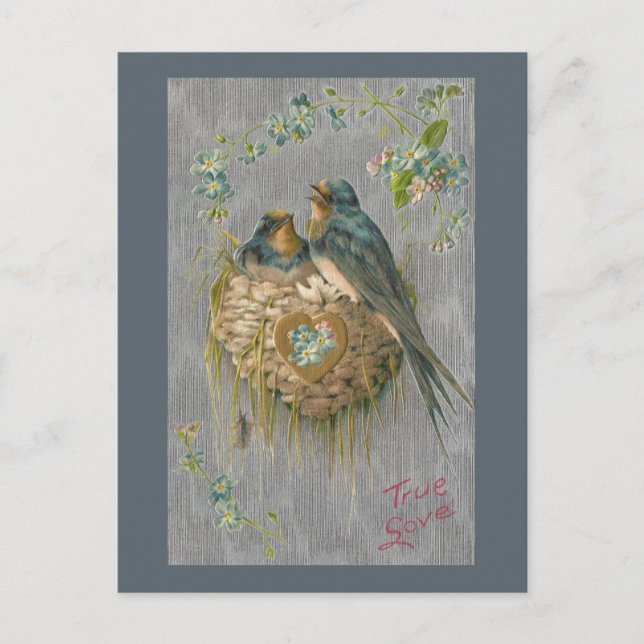 True Love for Swallows in Nest Postcard (Front)