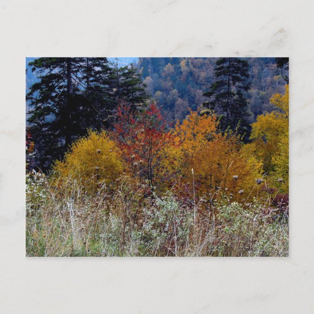 Truly Smokie Mountain Autumn Postcard (Front)