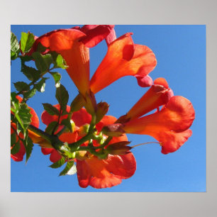 Trumpet Vine Flowers Poster