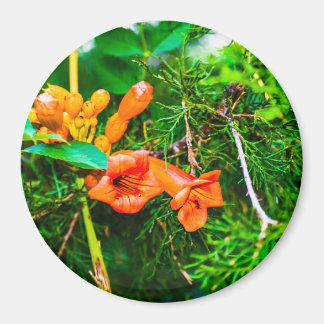 Trumpet Vine Magnet