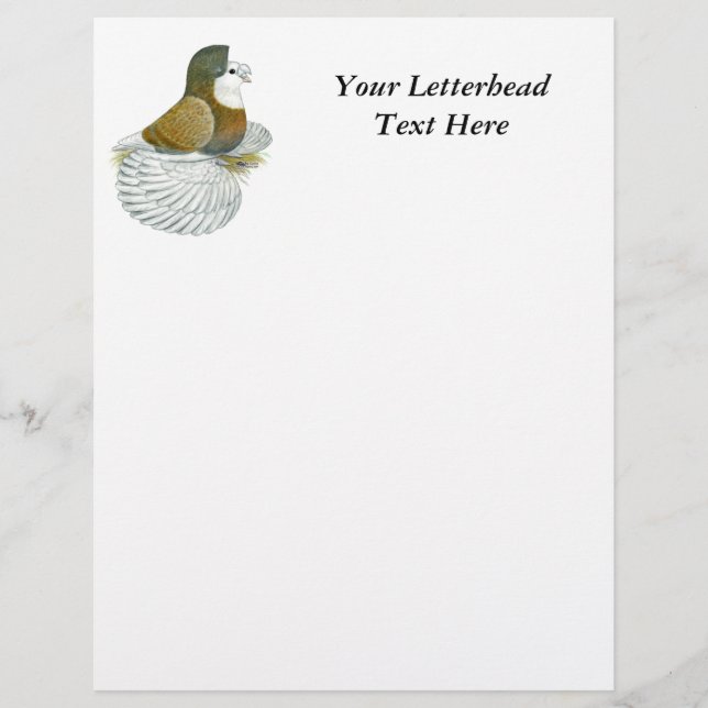 Trumpeter Pigeon AOC Baldhead (Front)
