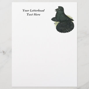 Trumpeter Pigeon Black