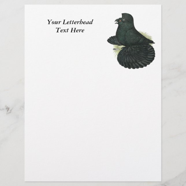 Trumpeter Pigeon Black (Front)