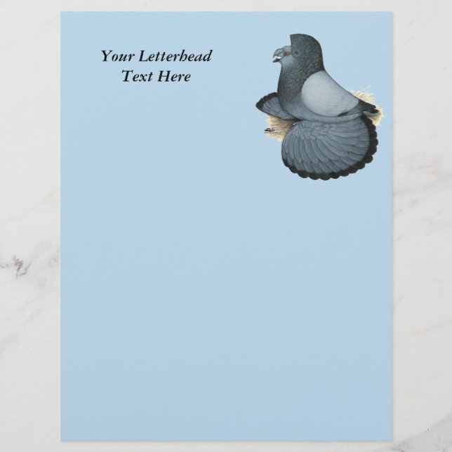 Trumpeter Pigeon Blue Barless (Front)