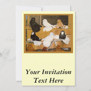 Trumpeter Pigeon Champions Invitation