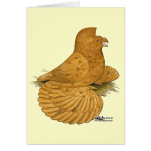 Trumpeter Pigeon Deroy