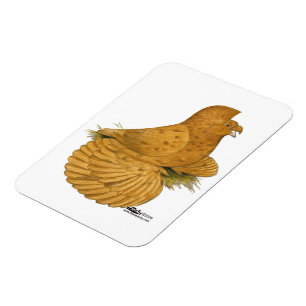 Trumpeter Pigeon Deroy Magnet