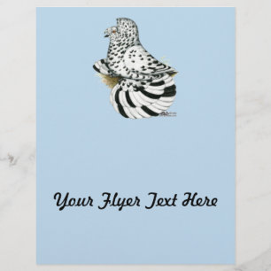 Trumpeter Pigeon Light Splash