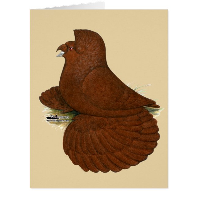 Trumpeter Pigeon Red (Front)