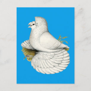Trumpeter Pigeon White Postcard