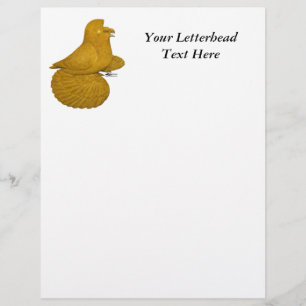 Trumpeter Pigeon Yellow