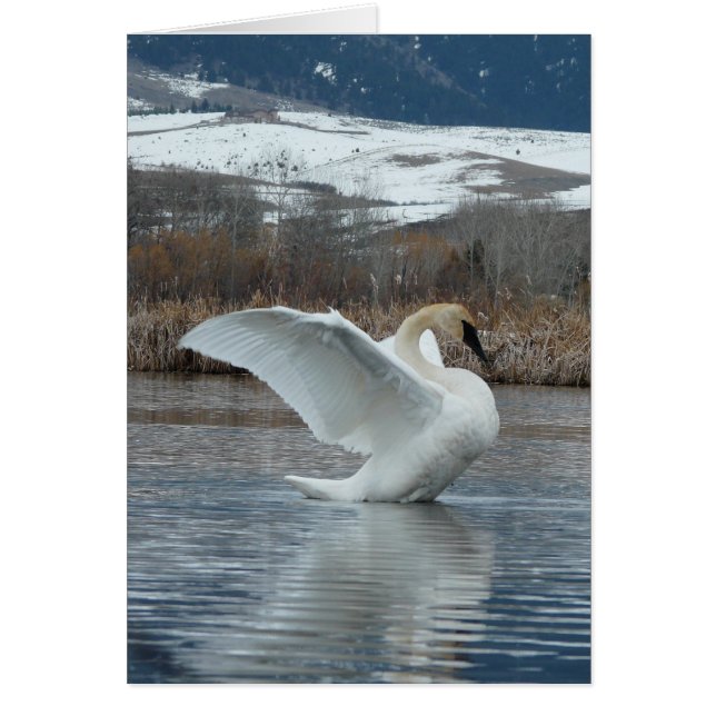 Trumpeter Swan 2 (Front)