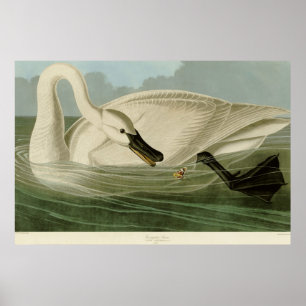 Trumpeter swan antique litho plate Audubon Poster