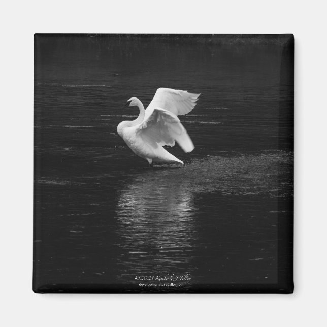Trumpeter Swan b/w Magnet (Front)