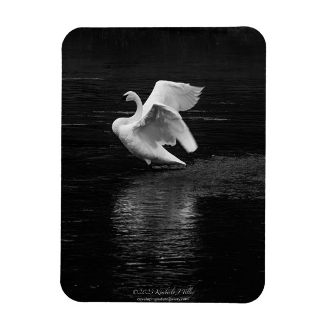 Trumpeter Swan b/w Magnet (Vertical)