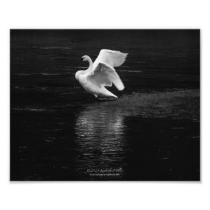 Trumpeter Swan b/w Photo Print